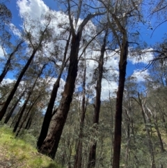 Eucalyptus delegatensis subsp. delegatensis (Alpine Ash) at Cotter River, ACT - 4 Dec 2023 by Tapirlord