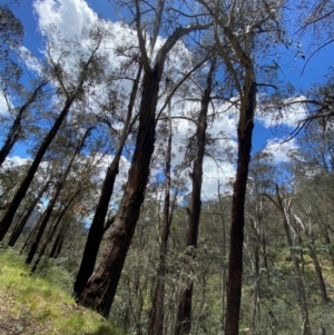 Eucalyptus delegatensis subsp. delegatensis at Namadgi National Park - 4 Dec 2023