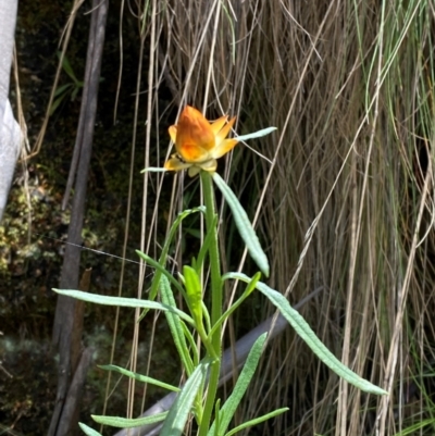 Xerochrysum bracteatum (Golden Everlasting) at Namadgi National Park - 4 Dec 2023 by Tapirlord