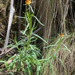 Xerochrysum bracteatum at Cotter River, ACT - 4 Dec 2023