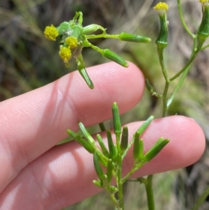 Senecio prenanthoides at Namadgi National Park - 4 Dec 2023