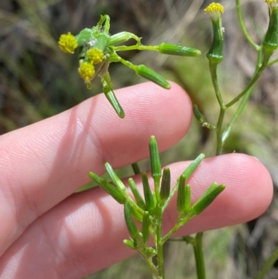 Senecio prenanthoides (Common Forest Fireweed) at Namadgi National Park - 4 Dec 2023 by Tapirlord