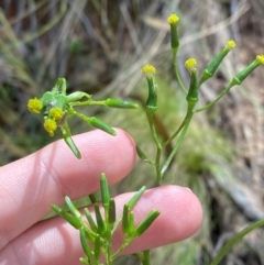 Senecio prenanthoides at Namadgi National Park - 4 Dec 2023 12:35 PM