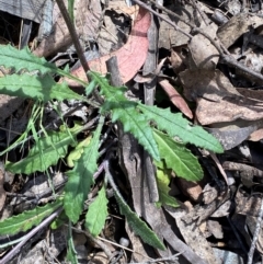 Senecio prenanthoides at Namadgi National Park - 4 Dec 2023