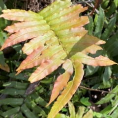 Blechnum wattsii (Hard Water Fern) at Cotter River, ACT - 4 Dec 2023 by Tapirlord