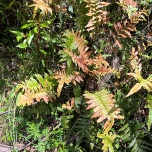 Blechnum wattsii at Namadgi National Park - 4 Dec 2023 12:34 PM