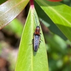 Elateridae (family) (Unidentified click beetle) at Namadgi National Park - 4 Dec 2023 by Tapirlord