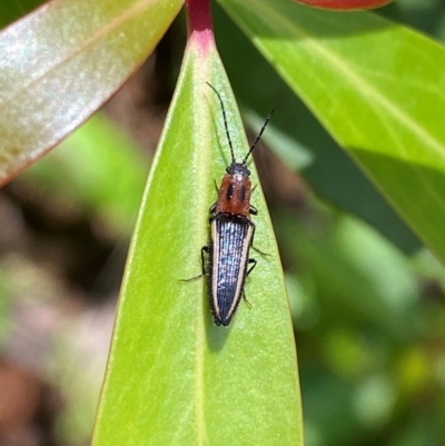 Elateridae (family) (Unidentified click beetle) at Namadgi National Park - 4 Dec 2023 by Tapirlord