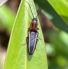 Elateridae sp. (family) at Namadgi National Park - 4 Dec 2023 12:34 PM