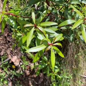 Tasmannia lanceolata at Namadgi National Park - 4 Dec 2023