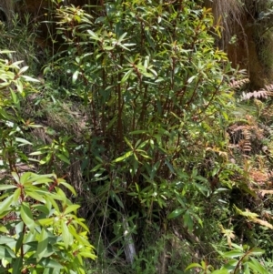 Tasmannia lanceolata at Namadgi National Park - 4 Dec 2023