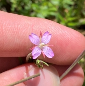 Epilobium billardiereanum subsp. hydrophilum at Namadgi National Park - 4 Dec 2023