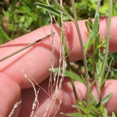 Epilobium billardiereanum subsp. hydrophilum at Namadgi National Park - 4 Dec 2023 12:11 PM