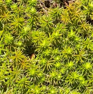 Acrotriche serrulata at Namadgi National Park - 4 Dec 2023