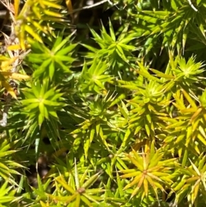 Acrotriche serrulata at Namadgi National Park - 4 Dec 2023