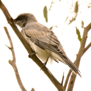 Coracina novaehollandiae at Woodstock Nature Reserve - 9 Jan 2024 10:13 AM