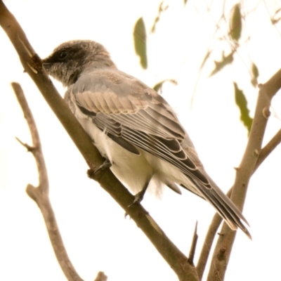 Coracina novaehollandiae (Black-faced Cuckooshrike) at Woodstock Nature Reserve - 9 Jan 2024 by Thurstan