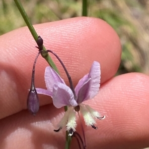 Arthropodium milleflorum at Namadgi National Park - 4 Dec 2023