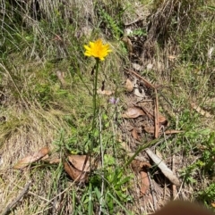 Arthropodium milleflorum at Namadgi National Park - 4 Dec 2023