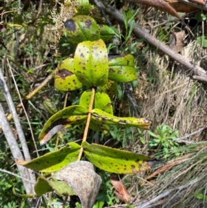 Veronica derwentiana subsp. maideniana at Namadgi National Park - 4 Dec 2023