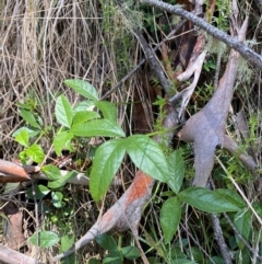 Cullen microcephalum at Namadgi National Park - 4 Dec 2023 12:07 PM