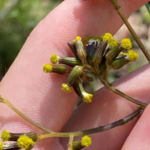 Senecio gunnii at Namadgi National Park - 4 Dec 2023