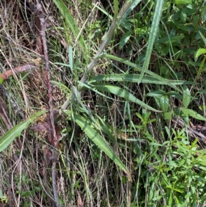 Senecio gunnii at Namadgi National Park - 4 Dec 2023