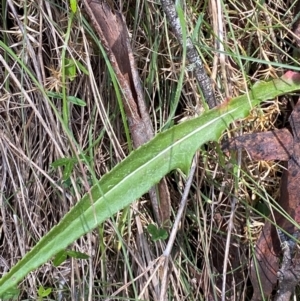 Senecio gunnii at Namadgi National Park - 4 Dec 2023