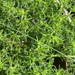 Scleranthus fasciculatus at Namadgi National Park - 4 Dec 2023