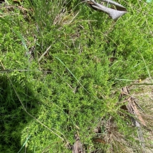 Scleranthus fasciculatus at Namadgi National Park - 4 Dec 2023 12:03 PM