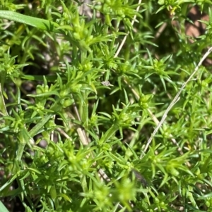 Scleranthus fasciculatus at Namadgi National Park - 4 Dec 2023