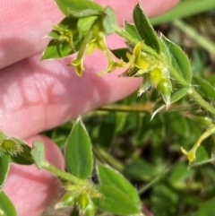 Pimelea curviflora var. acuta at QPRC LGA - 4 Dec 2023 by Tapirlord