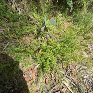 Pimelea curviflora var. acuta at Namadgi National Park - 4 Dec 2023