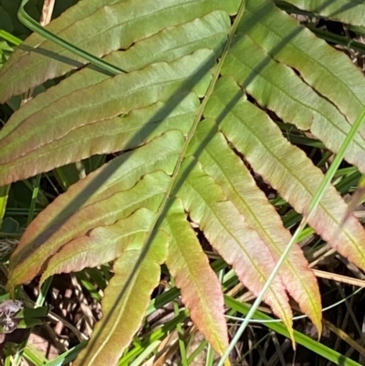 Blechnum wattsii (Hard Water Fern) at Namadgi National Park - 4 Dec 2023 by Tapirlord