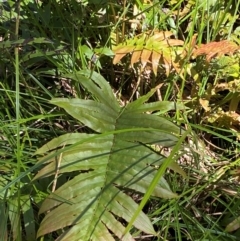 Blechnum wattsii at Namadgi National Park - 4 Dec 2023