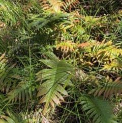 Blechnum wattsii at Namadgi National Park - 4 Dec 2023 11:00 AM