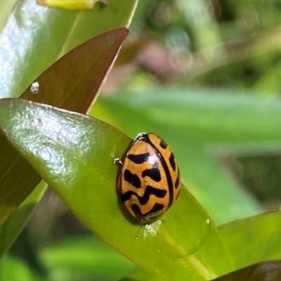 Cleobora mellyi (Southern Ladybird) at Namadgi National Park - 4 Dec 2023 by Tapirlord