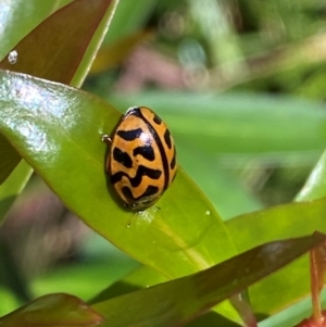 Cleobora mellyi at Namadgi National Park - 4 Dec 2023