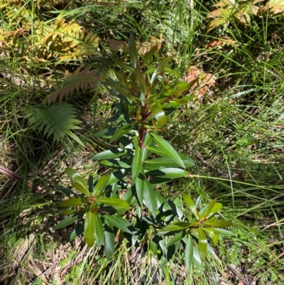 Tasmannia lanceolata (Mountain Pepper) at Cotter River, ACT - 4 Dec 2023 by Tapirlord