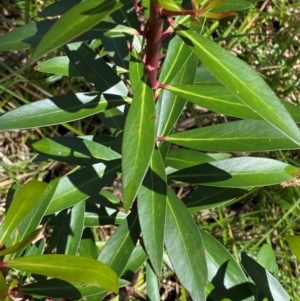 Tasmannia lanceolata at Namadgi National Park - 4 Dec 2023