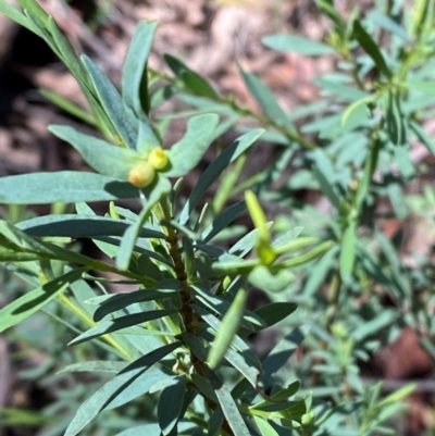 Pimelea pauciflora (Poison Rice Flower) at Cotter River, ACT - 4 Dec 2023 by Tapirlord