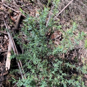 Pimelea pauciflora at Namadgi National Park - 4 Dec 2023