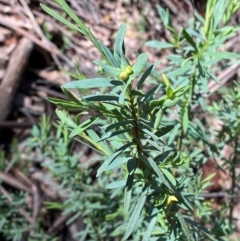 Pimelea pauciflora at Namadgi National Park - 4 Dec 2023