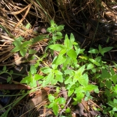 Mentha laxiflora at Namadgi National Park - 4 Dec 2023
