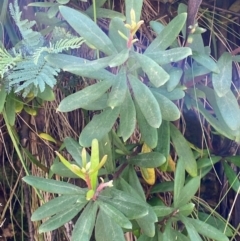 Persoonia subvelutina at Cotter River, ACT - 3 Dec 2023 by Tapirlord