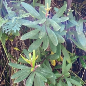 Persoonia subvelutina at Namadgi National Park - 4 Dec 2023 10:09 AM