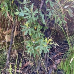 Persoonia subvelutina at Namadgi National Park - 4 Dec 2023 10:09 AM