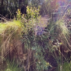 Persoonia subvelutina at Namadgi National Park - 4 Dec 2023 10:09 AM