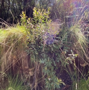 Persoonia subvelutina at Namadgi National Park - 4 Dec 2023 10:09 AM