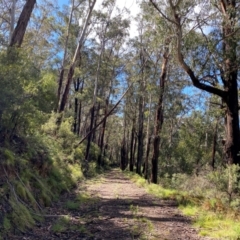 Eucalyptus delegatensis subsp. delegatensis (Alpine Ash) at Namadgi National Park - 3 Dec 2023 by Tapirlord